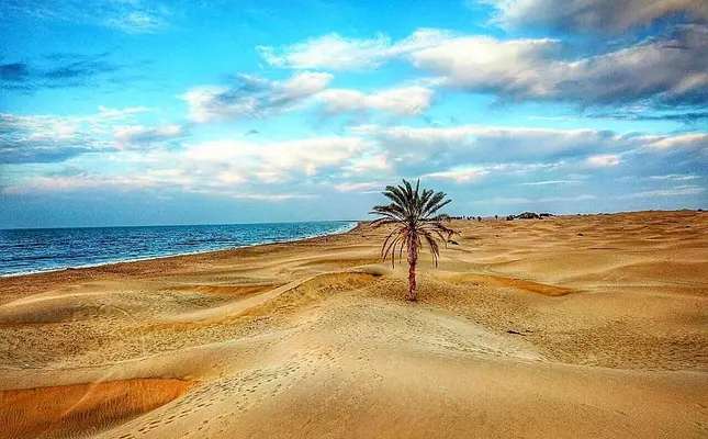 ستاره ونک